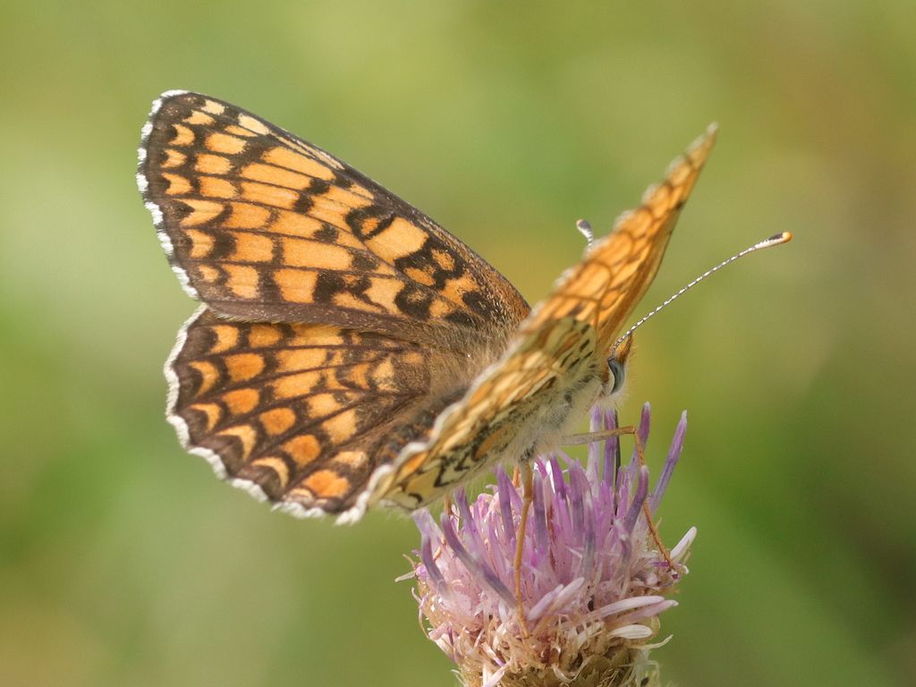 [Melitaea parthenoides] Melitaea parthenoides? 865cea99-57e2-4106-b3fe-73be49930106