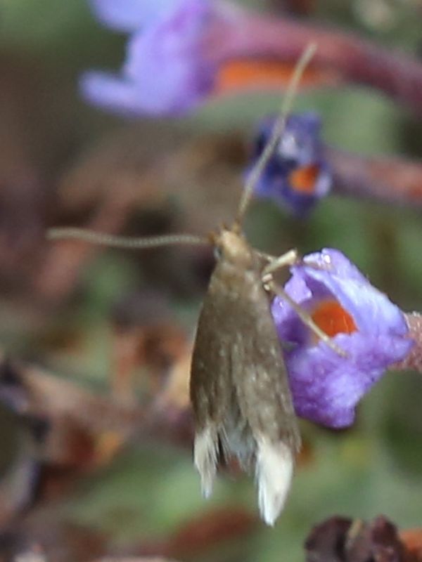 [Coleophora sp.] Petit papillon bout des ailes blancs 1436115539488