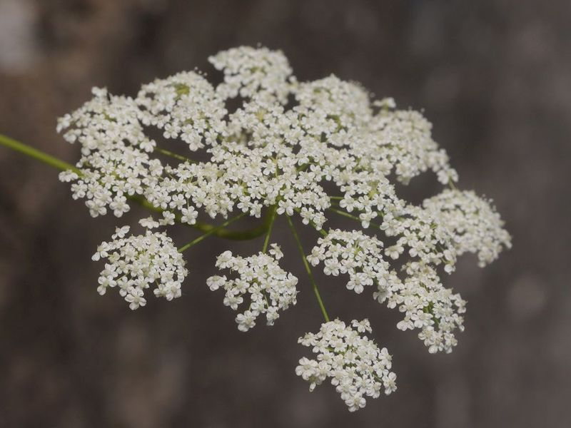 [Pimpinella major] Quelle espèce? 308272c8-db49-4afc-9d42-eee73bbbdc20