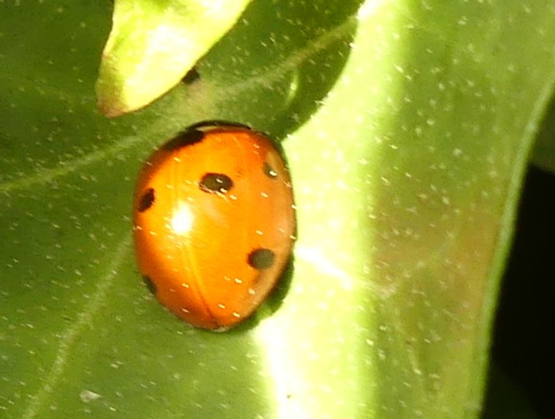 Spipoll Suivi photographique des insectes pollinisateurs