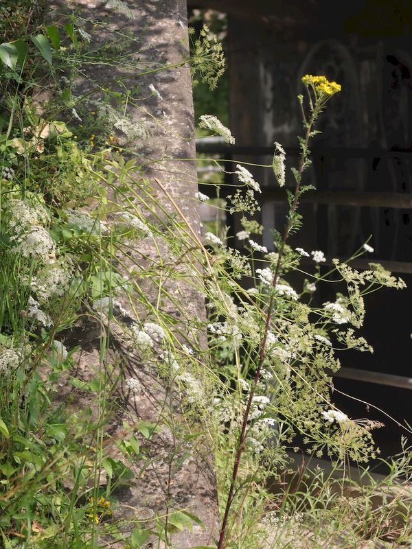 [Pimpinella major] Quelle espèce? 4a715b93-6a87-475b-b65b-9d39cd5d7cf4