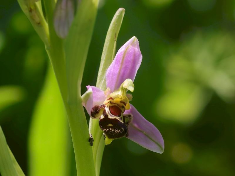 Ophrys apifera 53ffba48-6d5c-474f-b38f-bbafea48e669