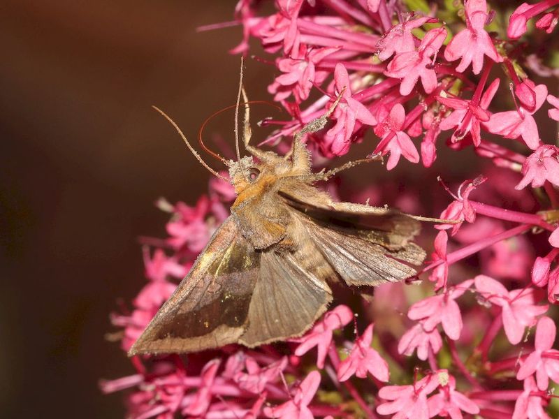 [Diachrysia chrysitis & Autographa gamma] Papillons butinant centranthe rouge 5a68d1b2-572a-47d5-9267-99a752d80dfa