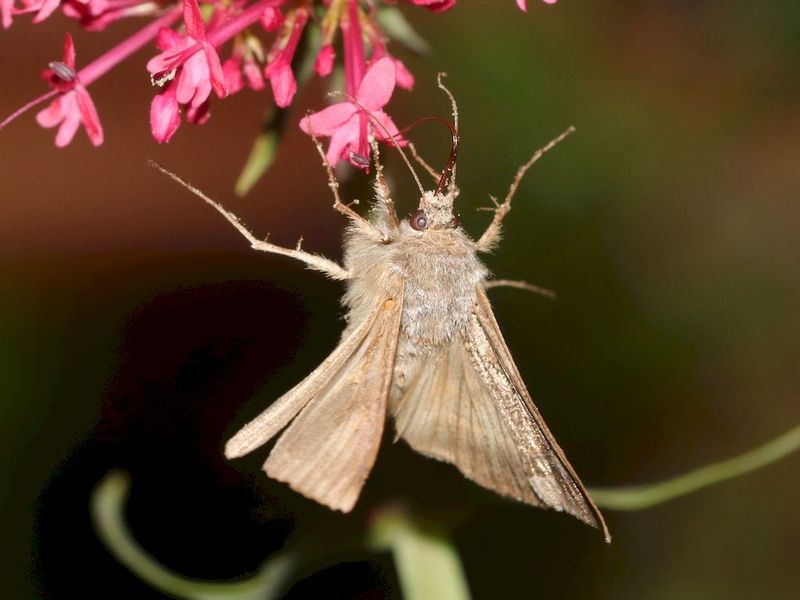 [Diachrysia chrysitis & Autographa gamma] Papillons butinant centranthe rouge 675904f3-a7e4-4304-b06c-cc0b74cc5ce5