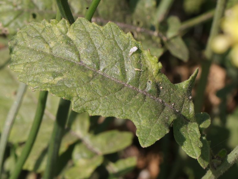 Brassicacée littorale 681f9e33-e54e-4f20-a74d-70b324507c3f