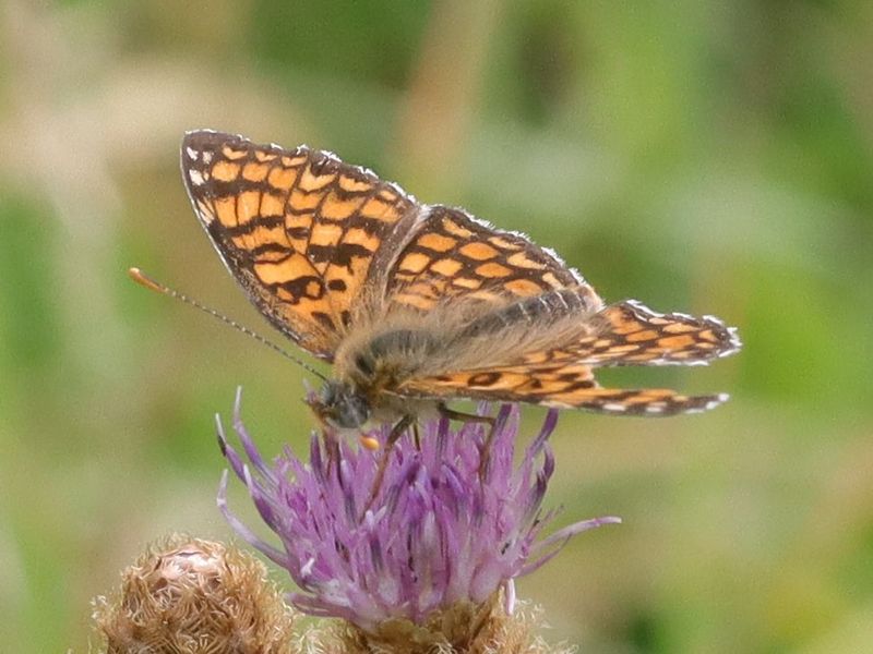 [Melitaea parthenoides] Melitaea parthenoides? 702a0099-f2e7-4227-9794-3f5cb9754cd5