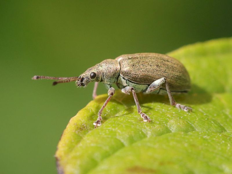 [Phyllobius pyri] Charançon sur Cornouiller soyeux ? 852167de-c16a-469e-98d9-7a6b1dd8ab79