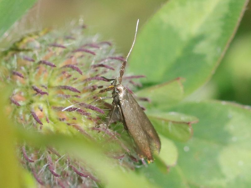 coleophora trifolii - Pour identification - Merci [Coleophora trifolii] 8f3a8ba8-07f4-461f-805f-22e6ded5e186