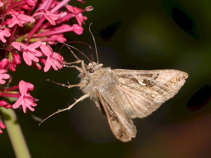 [Diachrysia chrysitis & Autographa gamma] Papillons butinant centranthe rouge A93c3b70-69c9-4311-be01-2fa3f61a56db