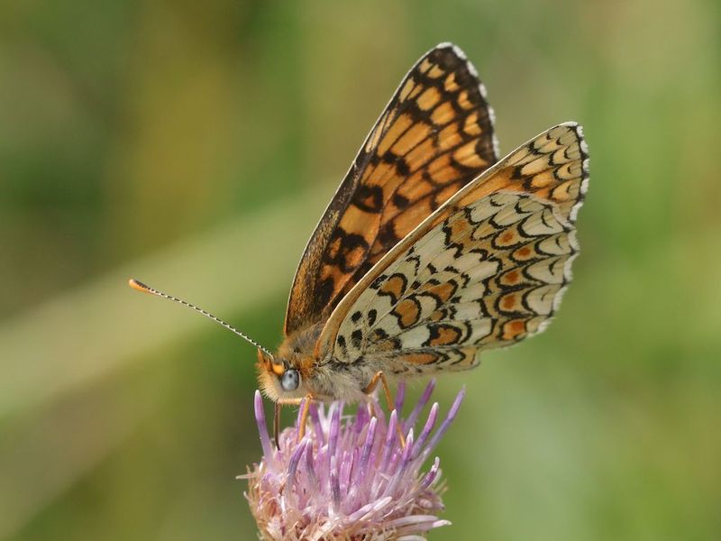 [Melitaea parthenoides] Melitaea parthenoides? Ba464480-44aa-409a-8aa4-3757aec71971