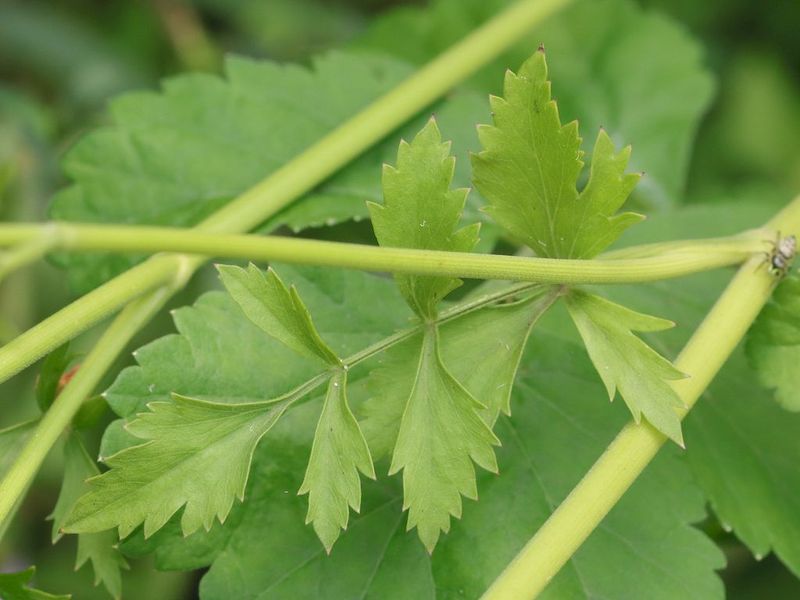 [Pimpinella major] Quelle espèce? C37ab35f-4f8b-4a59-bb8f-db734bdf998a